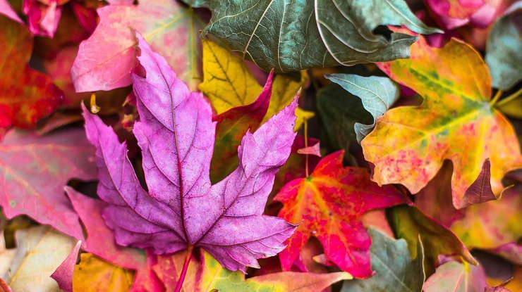 Фото: Pixabay