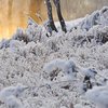 Сильний туман, дощ та сніг: прогноз в Україні на 9 грудня