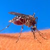 Биологи назвали любимые цвета комаров