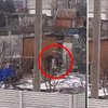 Оккупанты с палками устроили "охоту" на кур в дворах украинцев  