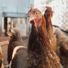У Чорнобаївці на птахофабриці загинуло 4 млн курей (фото)