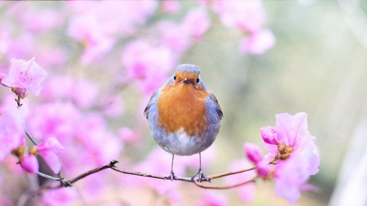 Фото: Pixabay