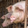 Біологи розшифрували "мову" свиней