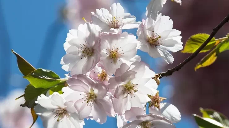 Фото: весна /Pixabay