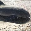 У Чорному морі через окупантів гинуть дельфіни