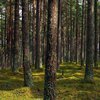 У Запорізькій області заборонили відвідувати ліси