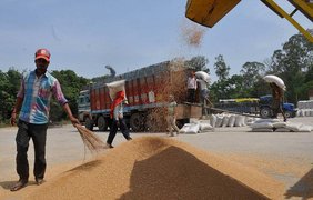 Індія заборонила експорт пшениці