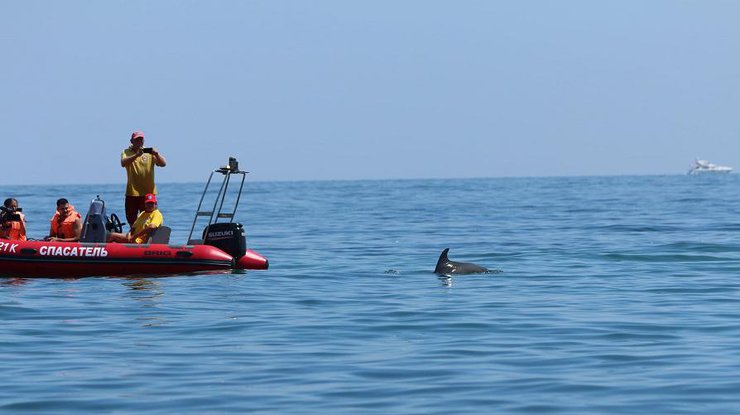 У Чорному морі масово гинуть дельфіни