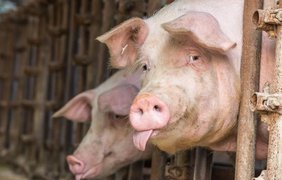 В Україні стрімко дорожчатиме свинина