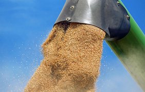У світі запасів пшениці залишилося на 10 тижнів