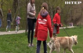Львівські волонтери знайшли притулок для тисяч безпритульних тварин
