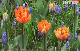 У Дендропарку Кропивницького розквітло більше трьох мільйонів тюльпанів