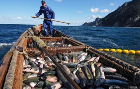 Росія заборонила Японії виловлювати рибу поблизу Курил