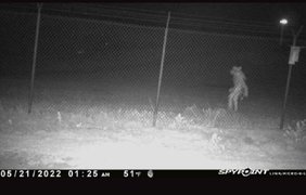 Камери спостереження техаського зоопарку зняли моторошну невідому істоту (фото)