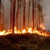 У Франції спалахнули перші лісові пожежі