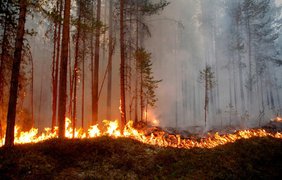 У Франції спалахнули перші лісові пожежі