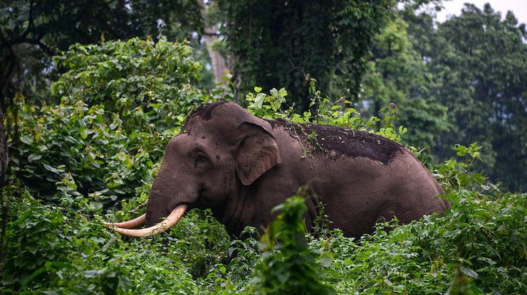 Індійський слон