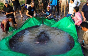 У Камбоджі спіймали найбільшу в світі прісноводну рибу