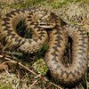 Змії в Україні: як врятуватися від укусів гадюк