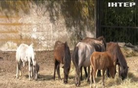 Кількасот тварин з усієї України знайшли прихисток у притулку на Дніпропетровщині