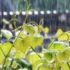 Погода в Україні на 9 червня: де очікувати дощі