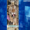 У Київському зоопарку вже кілька тижнів живе тигриця Даліла, яку евакуювали з Харківщини