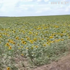 В Україні стартувала нова програма грантів для аграрного сектору: на яких умовах видають кошти
