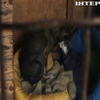 Захисниця тварин із Кропивницького вивезла три десятки котів та собак із Краматорська