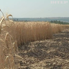 На Запоріжжі російські окупанти випалюють поля із урожаєм