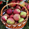 Як колір яблука впливає на його користь: пояснення експертів