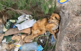 На Київщині знайшли скаліченого замінованого собаку в ямі зі сміттям