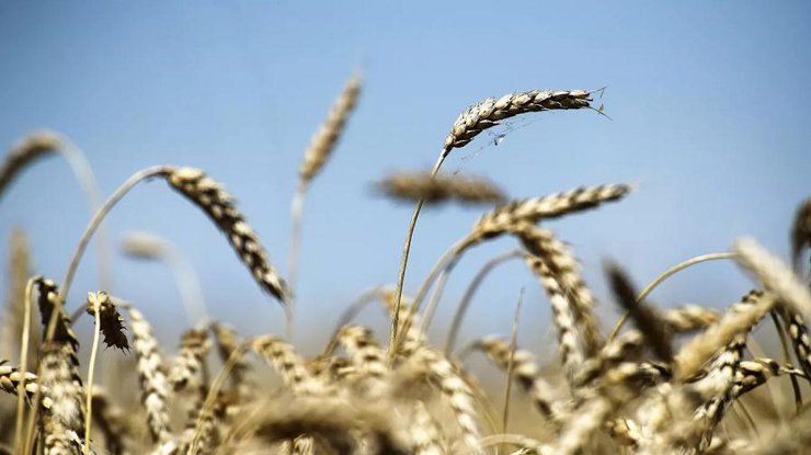 Україна шукає шляхи експорту зерна