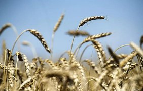 Угода про експорт зерна повністю відповідає інтересам України - Зеленський