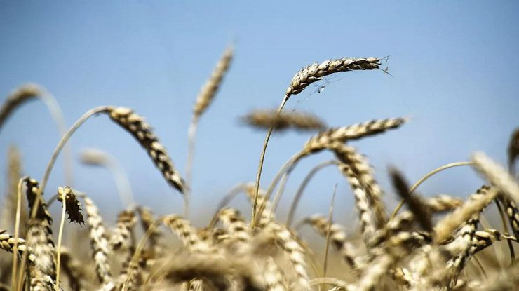 Укарїна зможе експортувати зерно