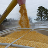 Вивезення зерна: Україна і США розробляють "план Б"