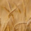 Пшениця різко подорожчала після удару по Одесі