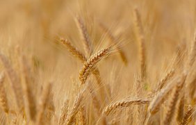 Пшениця різко подорожчала після удару по Одесі