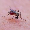 На Рівнещині тропічною малярією захворіла жінка, яка повернулася з Танзанії
