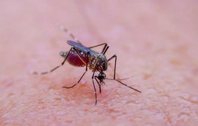 На Рівнещині тропічною малярією захворіла жінка, яка повернулася з Танзанії