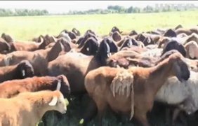 Вівці-переселенці: вівчар переїхав із зони бойових дій з отарою