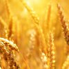 "Єгипет скасував угоди щодо поставок українського зерна" - Reuters