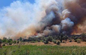 Під Миколаєвом після обстрілів вирує велика лісова пожежа (відео)