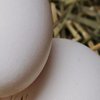 В Україні яйця та цукор: як змінилися ціни на продукти