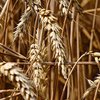 Запуск "зернового коридору": Кулеба заявив про день полегшення для світу
