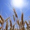В ООН хочуть закупити 30 тисяч тонн української пшениці