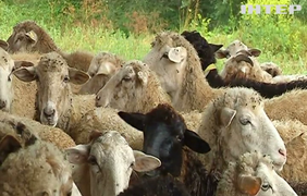 Відродження завдяки війні: у Чернівецькій області зростає кількість овець