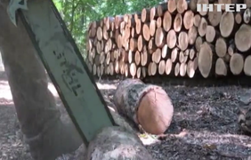 В українських лісгоспах говорять про зростання попиту на деревину