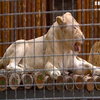 В Одеському зоопарку побудували лев'ятник для тварин-переселенців з Харкова