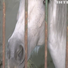 Врятовані коні лікуватимуть дітей та військових: на Рівненщині планують створити центр іпотерапії