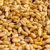 Швеція закупить для бідних країн 40 тисяч тонн українського зерна
